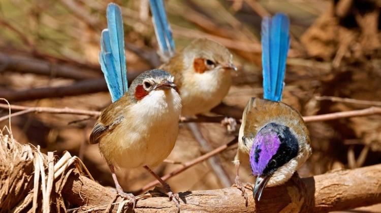 Purple-crowned fairy-wren