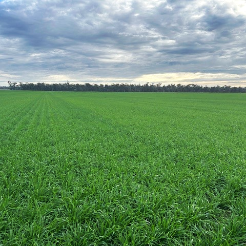 From floods to fresh fields