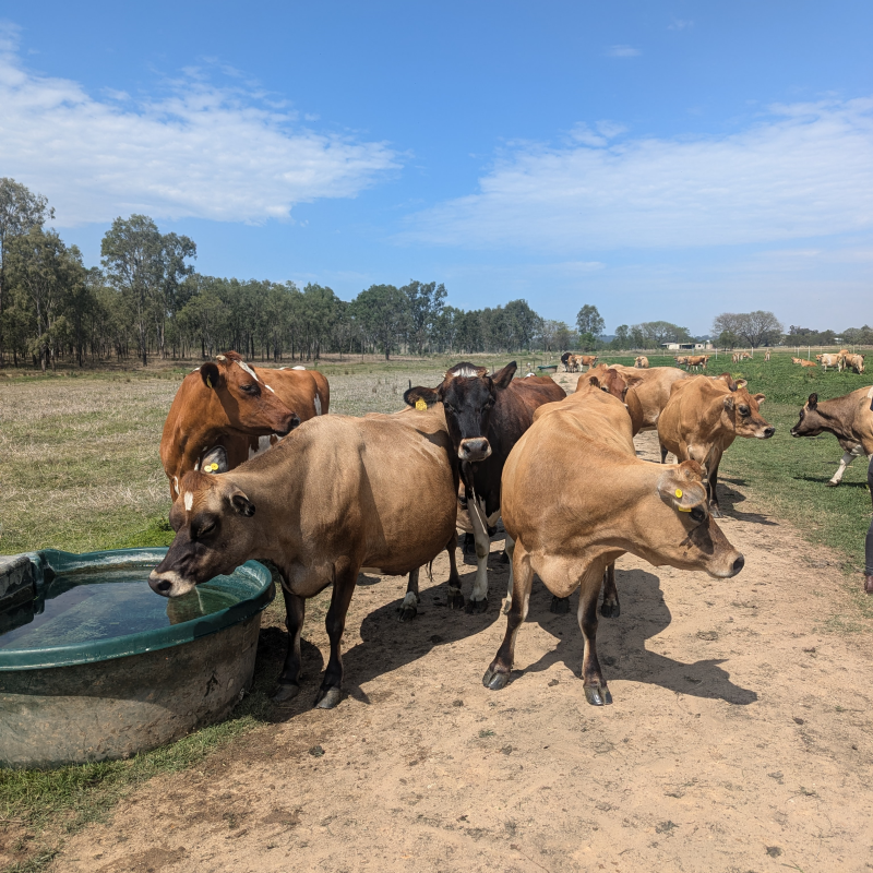 Cows 