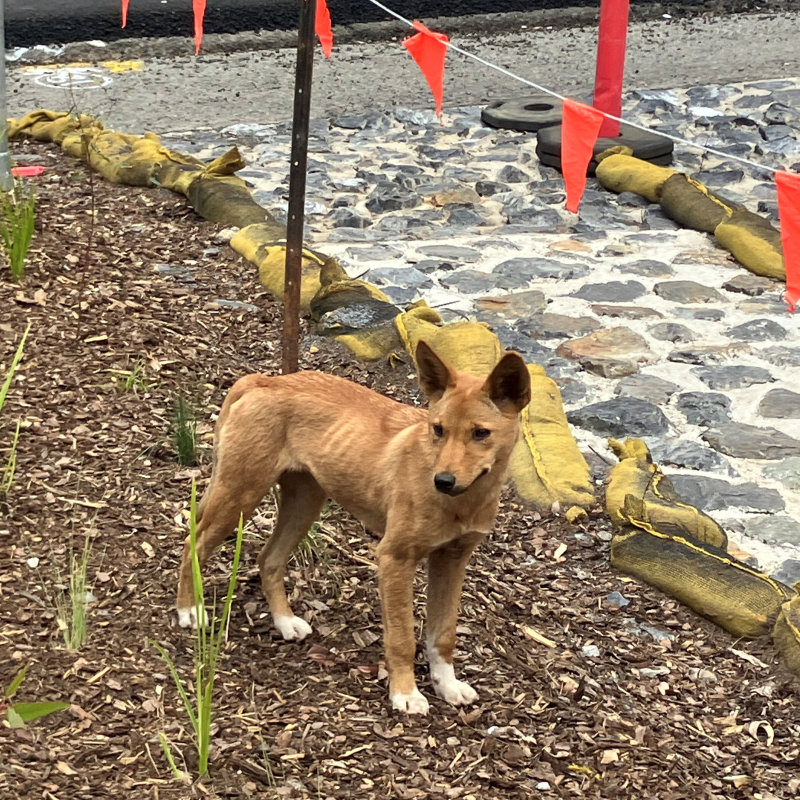 Dingo
