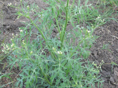 Close up of weeds